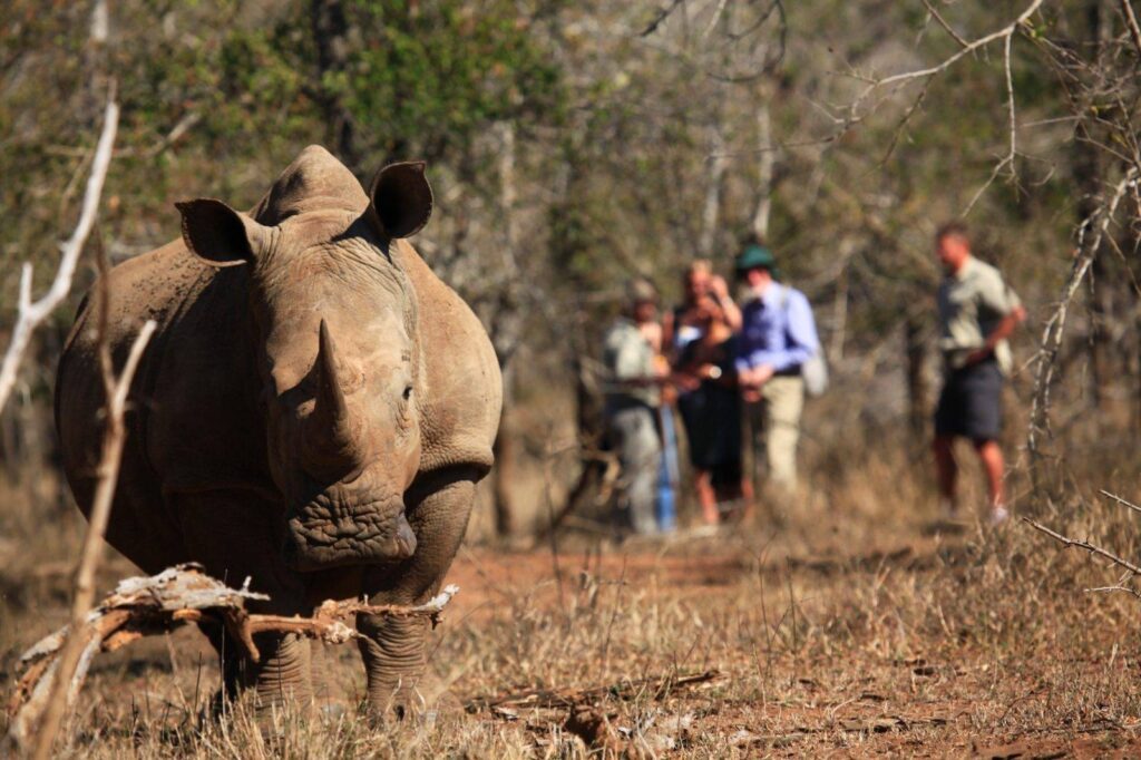 White Rhino Tracking in Laikipia Plateau