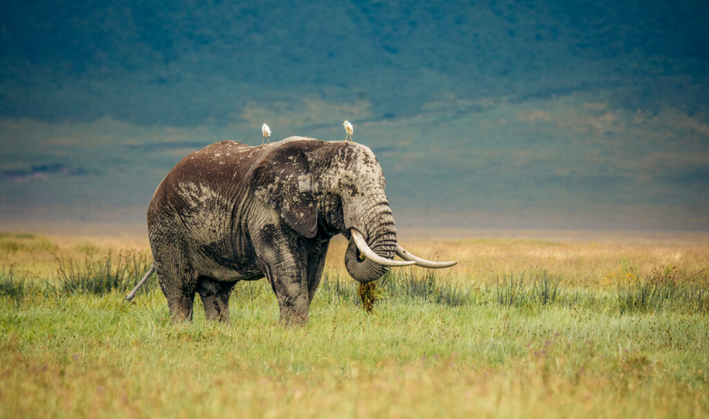 Ngorongoro Crater Safari Guide: Big Five, Cost & Best Time