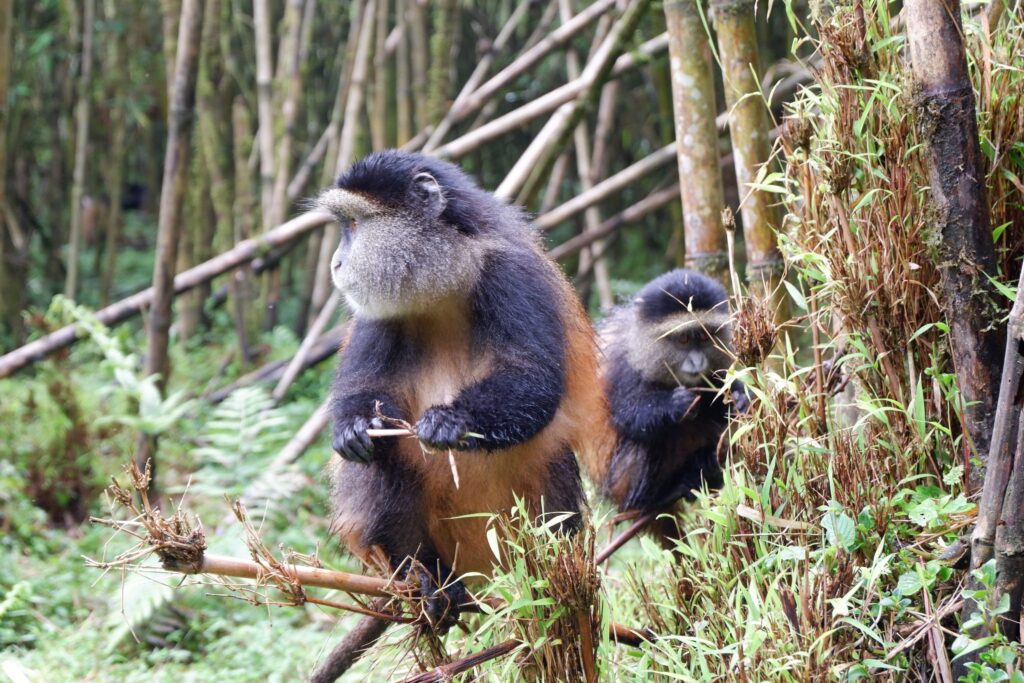 5-Day Luxury Rwanda Gorilla & Golden Monkey Safari 2027