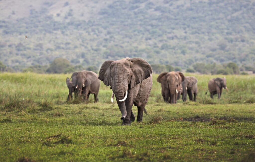 Kenya and Rwanda Safari | 10 Days Masai Mara and Gorilla Trekking