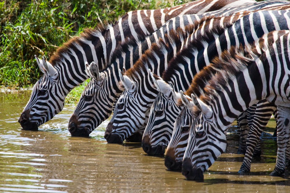 Multi-Country Safaris: Rwanda, Uganda, Kenya & Tanzania